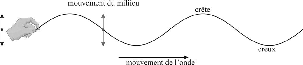Longueur d'onde : Définition, calcul et exercices corrigés - Onde transversale